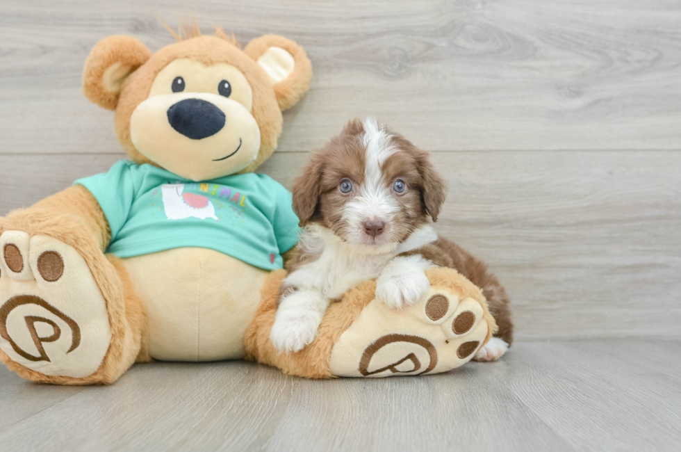 7 week old Mini Aussiedoodle Puppy For Sale - Premier Pups