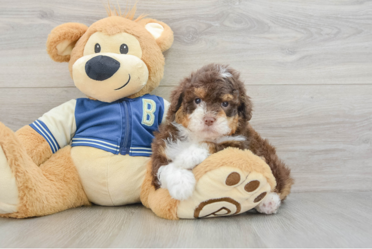 Sweet Mini Aussiedoodle Baby