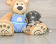 6 week old Mini Aussiedoodle Puppy For Sale - Premier Pups