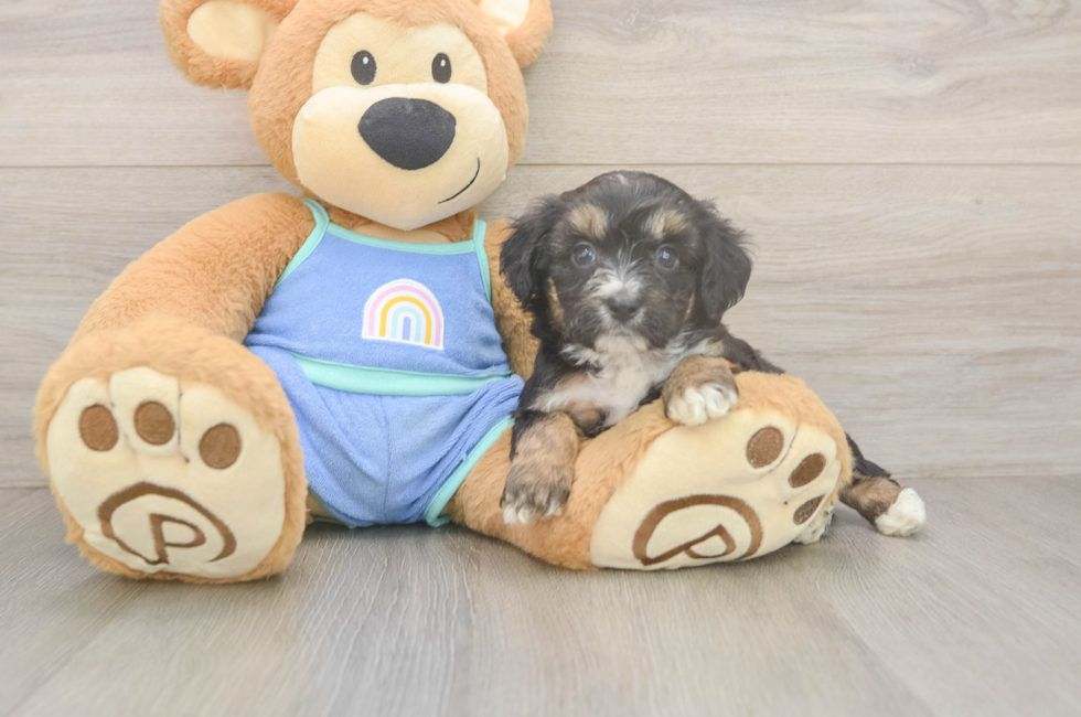 5 week old Mini Aussiedoodle Puppy For Sale - Premier Pups