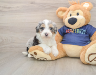 8 week old Mini Aussiedoodle Puppy For Sale - Premier Pups