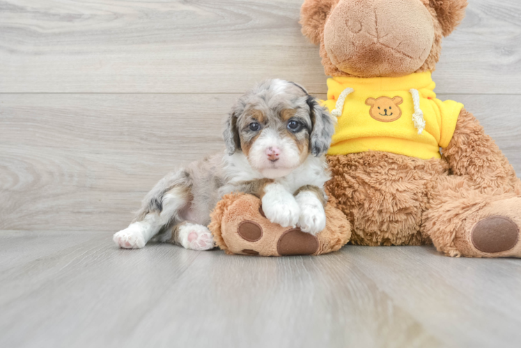 Mini Aussiedoodle Pup Being Cute