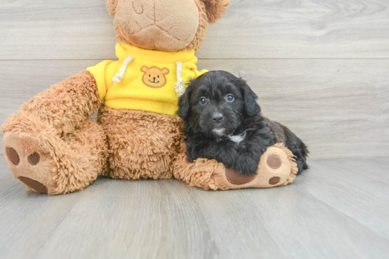 Mini Aussiedoodle Puppy for Adoption