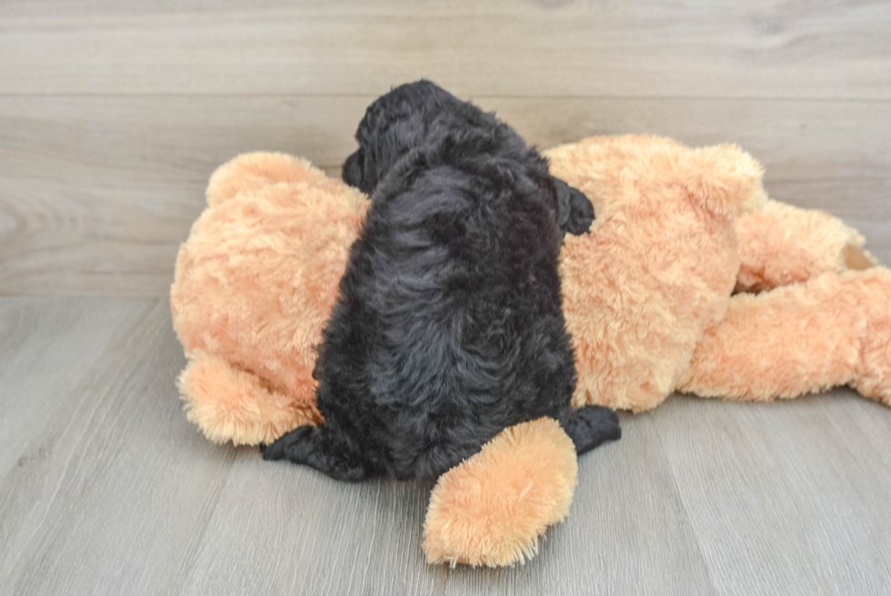 Happy Mini Aussiedoodle Baby