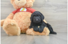 Smart Mini Aussiedoodle Poodle Mix Pup