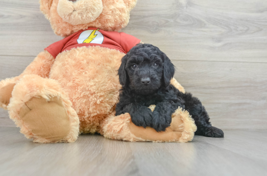 Smart Mini Aussiedoodle Poodle Mix Pup