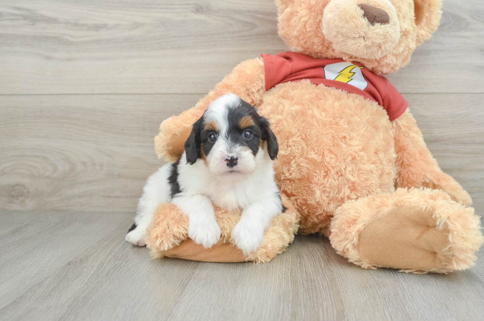 7 week old Mini Aussiedoodle Puppy For Sale - Premier Pups