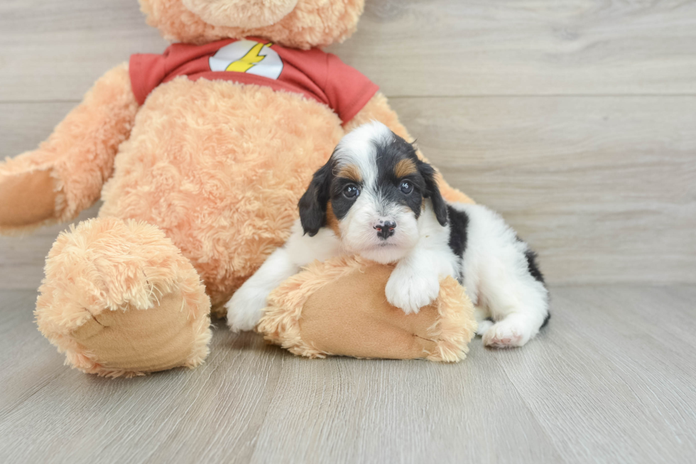 Mini Aussiedoodle Pup Being Cute