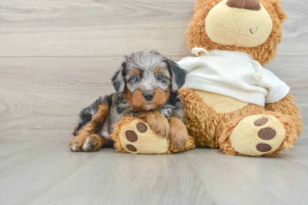 Mini Aussiedoodle Puppy for Adoption