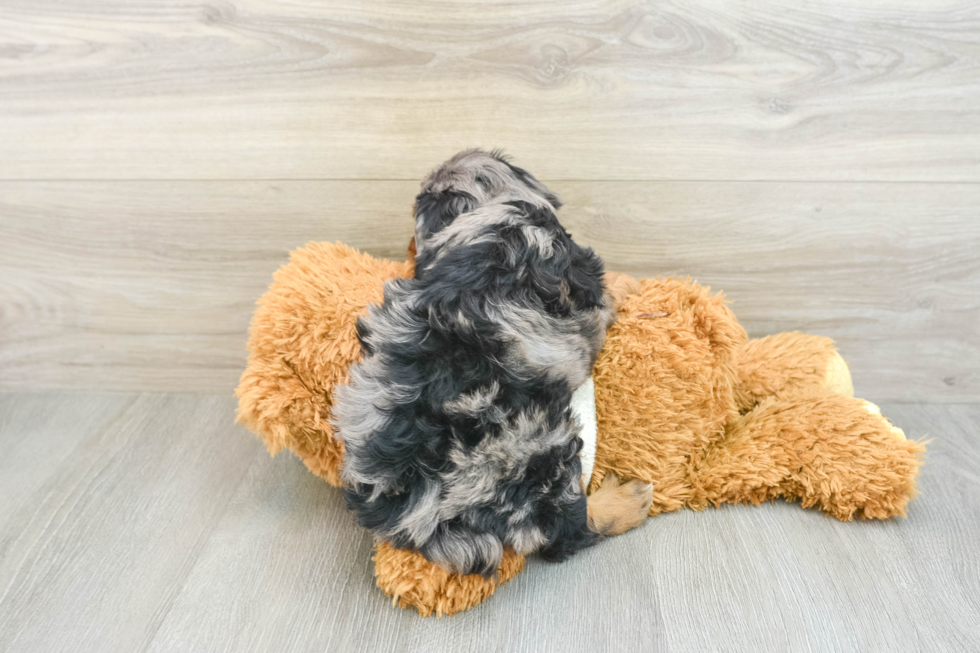 Petite Mini Aussiedoodle Poodle Mix Pup