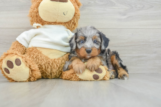 Friendly Mini Aussiedoodle Baby