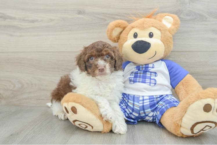 Small Mini Aussiedoodle Baby