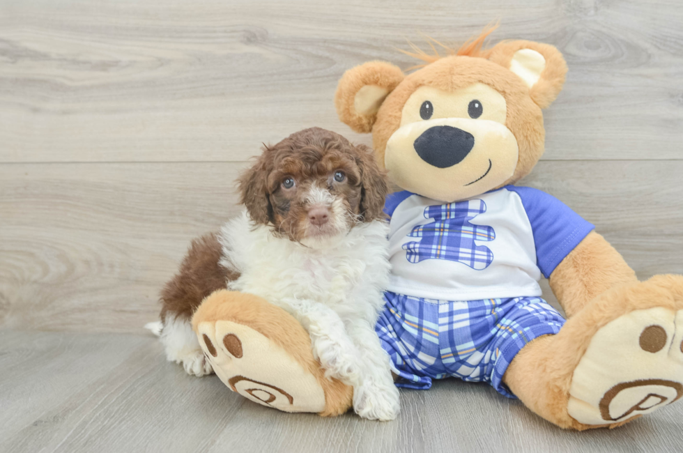 7 week old Mini Aussiedoodle Puppy For Sale - Premier Pups