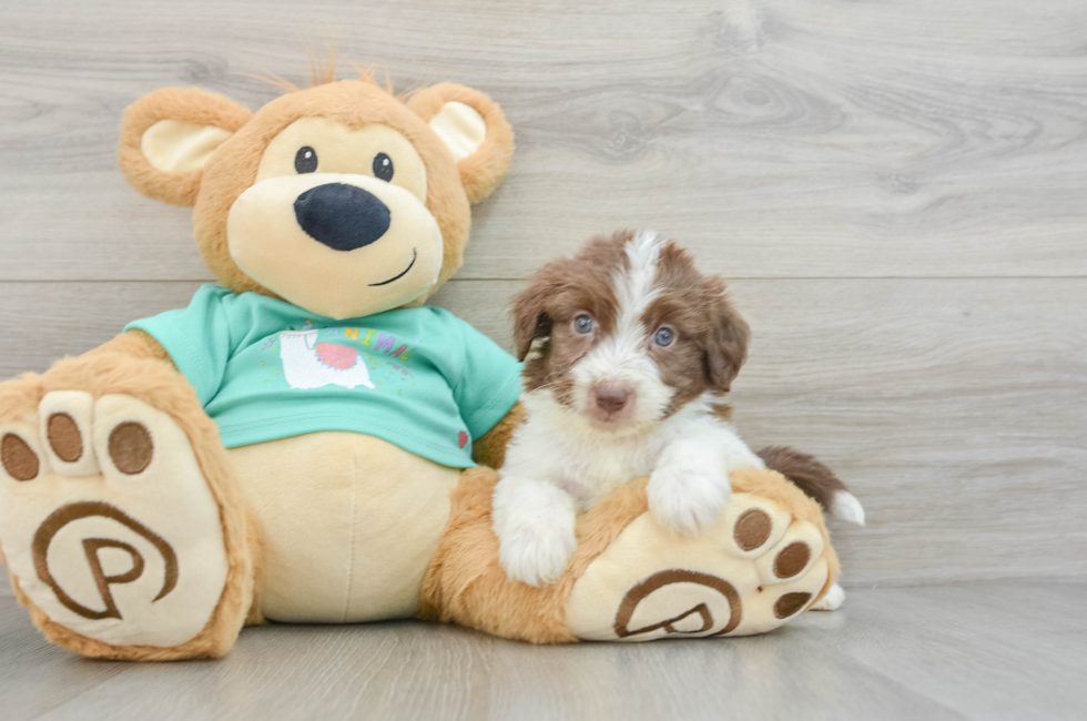 7 week old Mini Aussiedoodle Puppy For Sale - Premier Pups