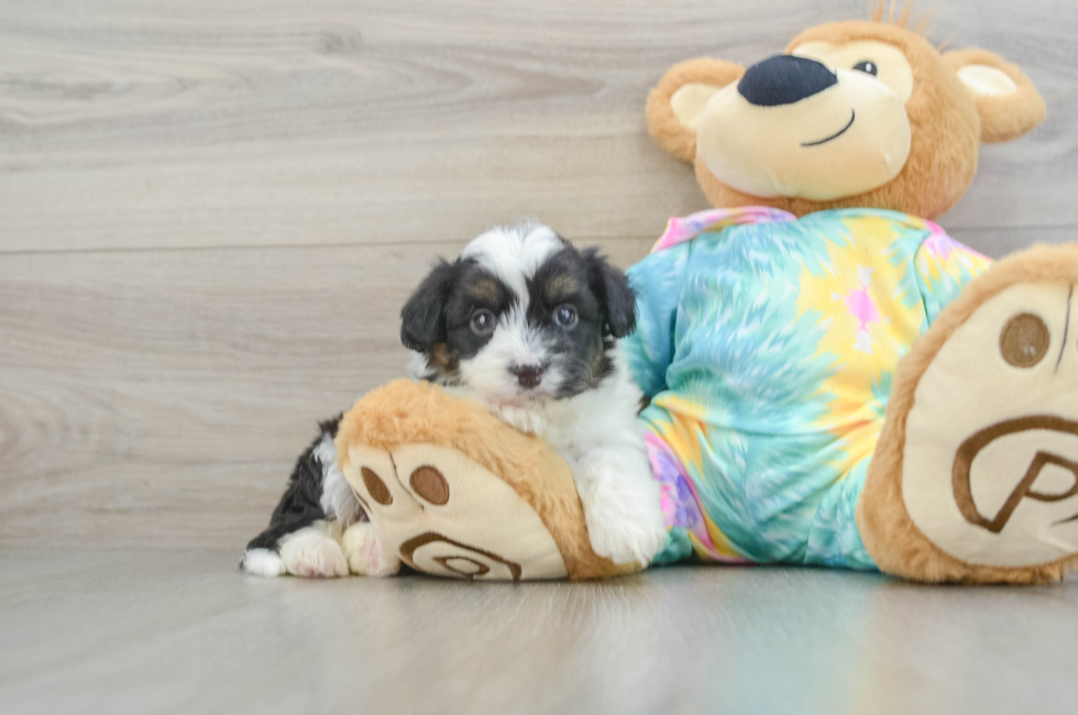 5 week old Mini Aussiedoodle Puppy For Sale - Premier Pups