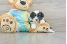 Mini Aussiedoodle Pup Being Cute