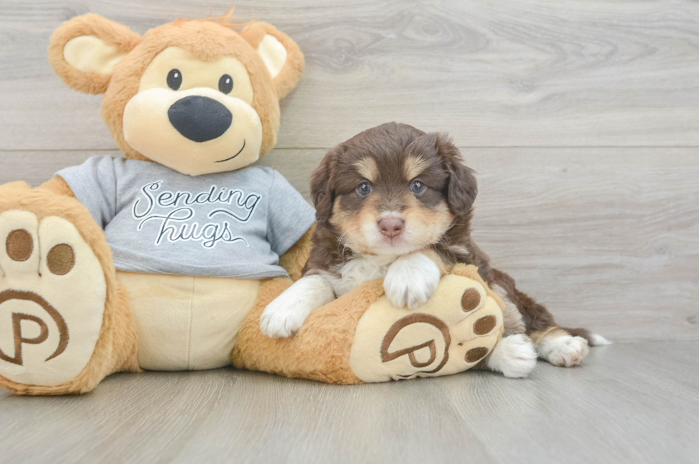 4 week old Mini Aussiedoodle Puppy For Sale - Premier Pups