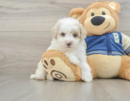 8 week old Mini Aussiedoodle Puppy For Sale - Premier Pups