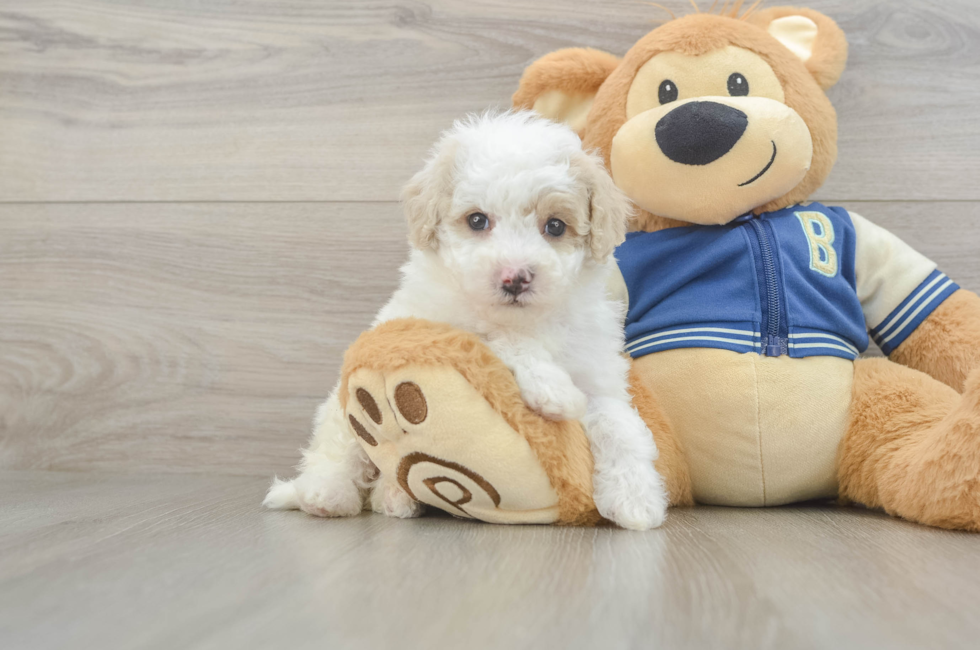 5 week old Mini Aussiedoodle Puppy For Sale - Premier Pups