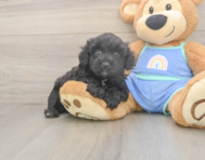 6 week old Mini Aussiedoodle Puppy For Sale - Premier Pups