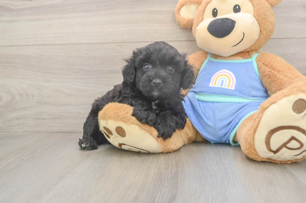 5 week old Mini Aussiedoodle Puppy For Sale - Premier Pups