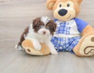 7 week old Mini Aussiedoodle Puppy For Sale - Premier Pups