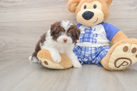Playful Mini Aussiepoodle Poodle Mix Puppy