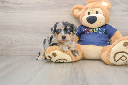 Mini Aussiedoodle Puppy for Adoption