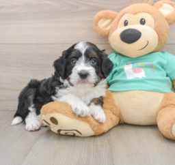 6 week old Mini Aussiedoodle Puppy For Sale - Premier Pups