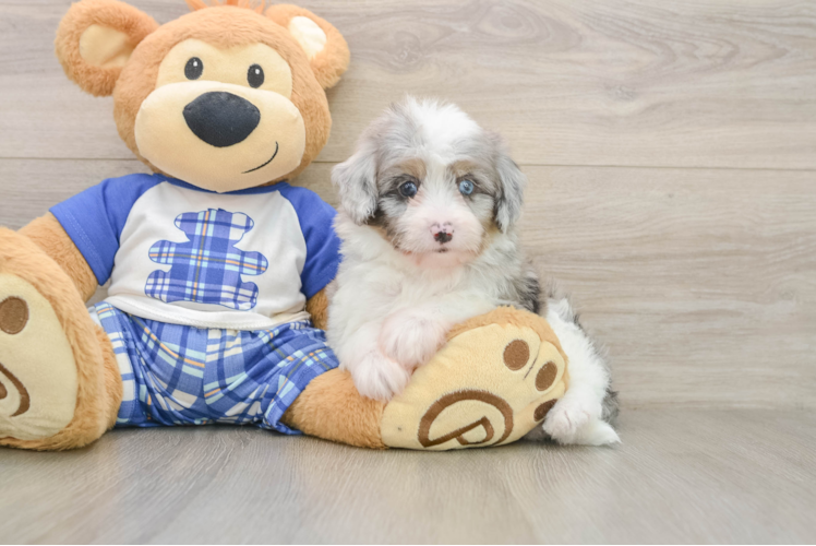 Smart Mini Aussiedoodle Poodle Mix Pup