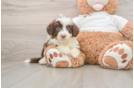 Best Mini Aussiedoodle Baby