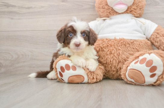 Best Mini Aussiedoodle Baby