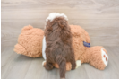 Sweet Mini Aussiedoodle Baby