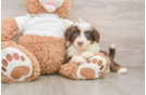 Adorable Aussiepoo Poodle Mix Puppy