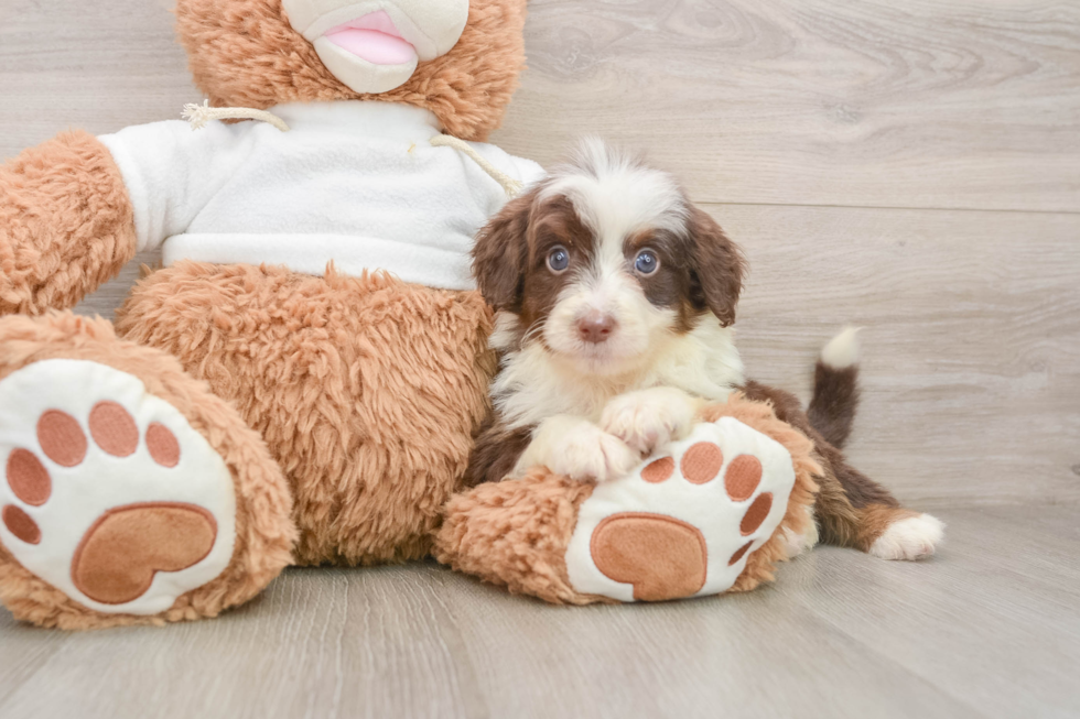 Adorable Aussiepoo Poodle Mix Puppy