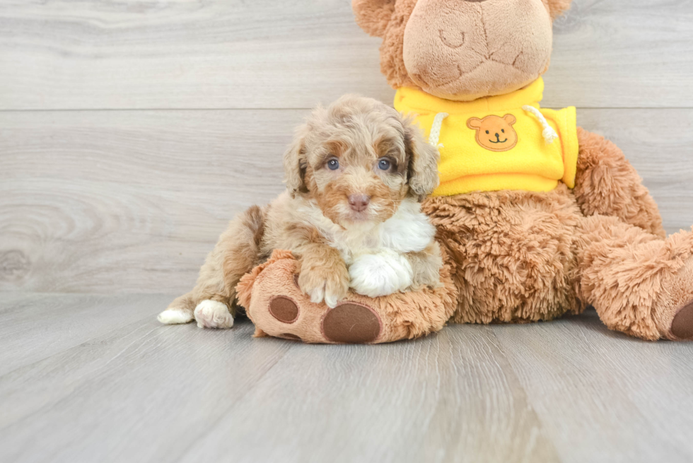 Hypoallergenic Aussiepoo Poodle Mix Puppy