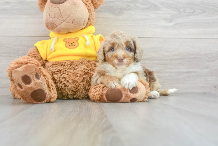 Mini Aussiedoodle Puppy for Adoption