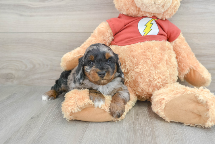 Funny Mini Aussiedoodle Poodle Mix Pup