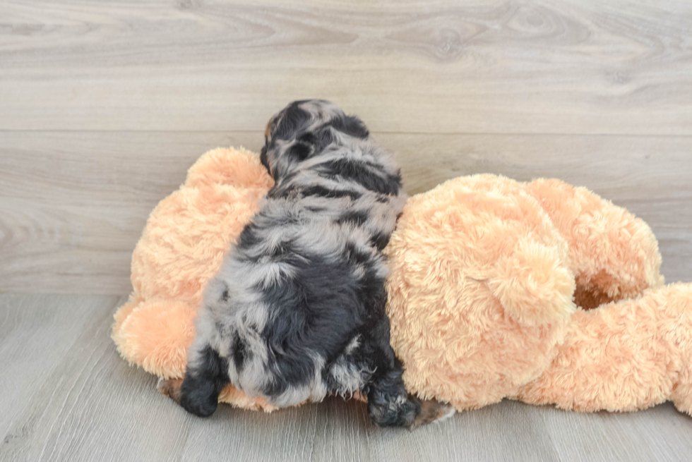 Small Mini Aussiedoodle Baby