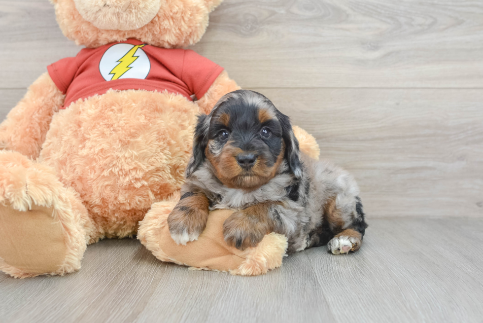 Mini Aussiedoodle Pup Being Cute