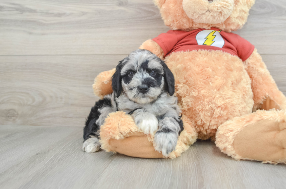 7 week old Mini Aussiedoodle Puppy For Sale - Premier Pups