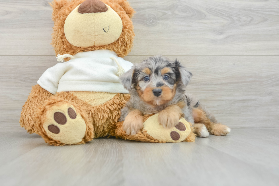 Mini Aussiedoodle Puppy for Adoption