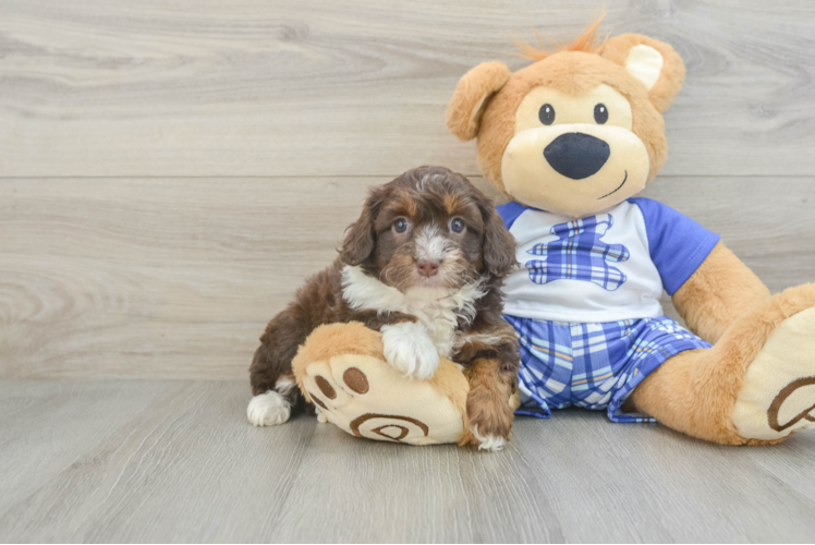 Best Mini Aussiedoodle Baby