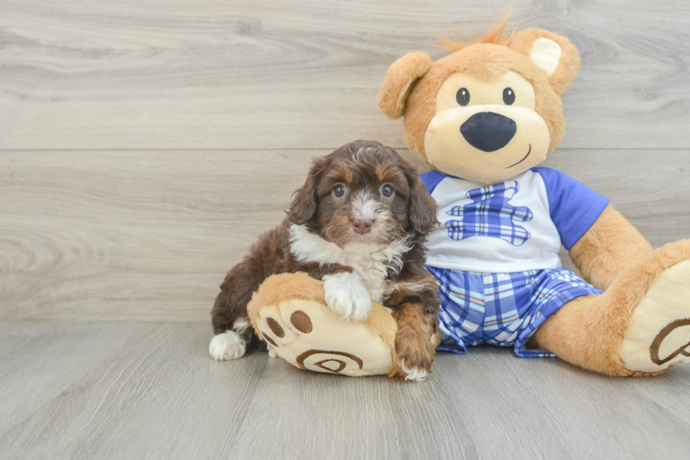 Best Mini Aussiedoodle Baby