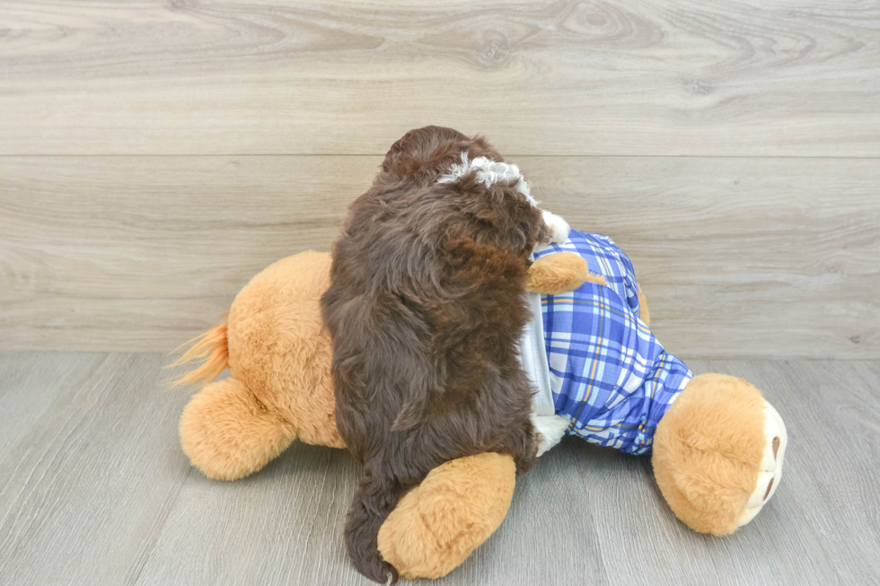 Mini Aussiedoodle Puppy for Adoption