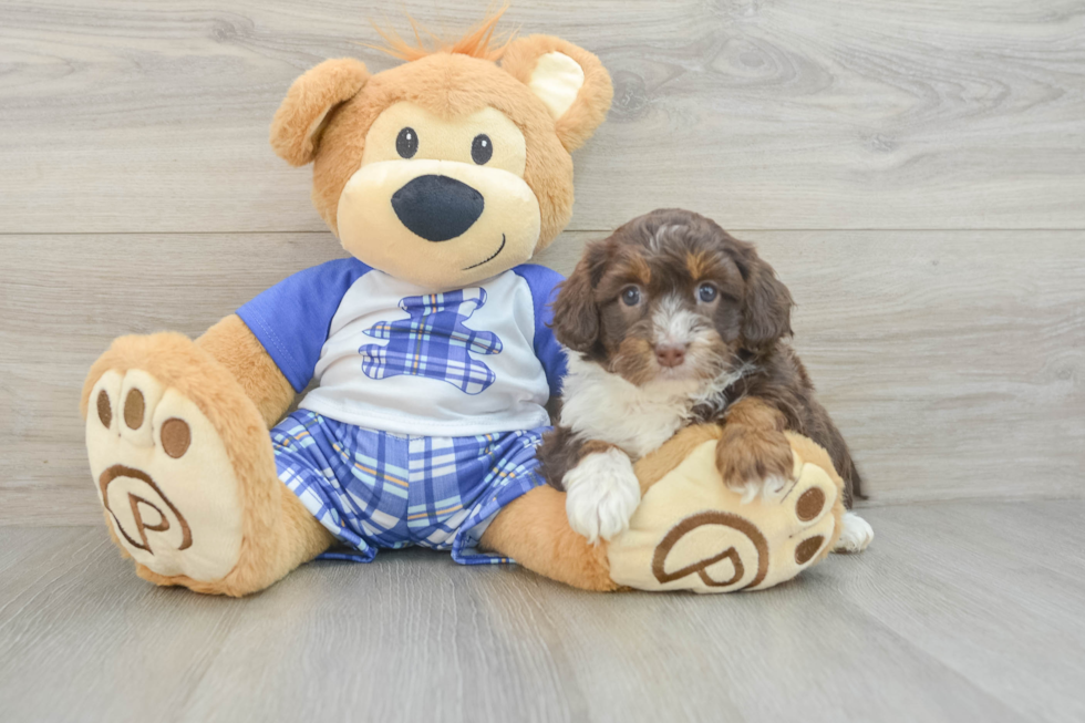 Mini Aussiedoodle Pup Being Cute