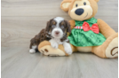 Little Mini Aussiepoo Poodle Mix Puppy