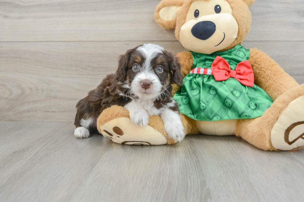 5 week old Mini Aussiedoodle Puppy For Sale - Premier Pups