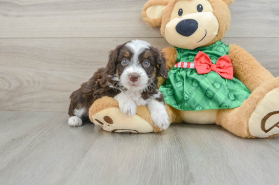 Little Mini Aussiepoo Poodle Mix Puppy