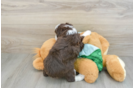 Sweet Mini Aussiedoodle Baby